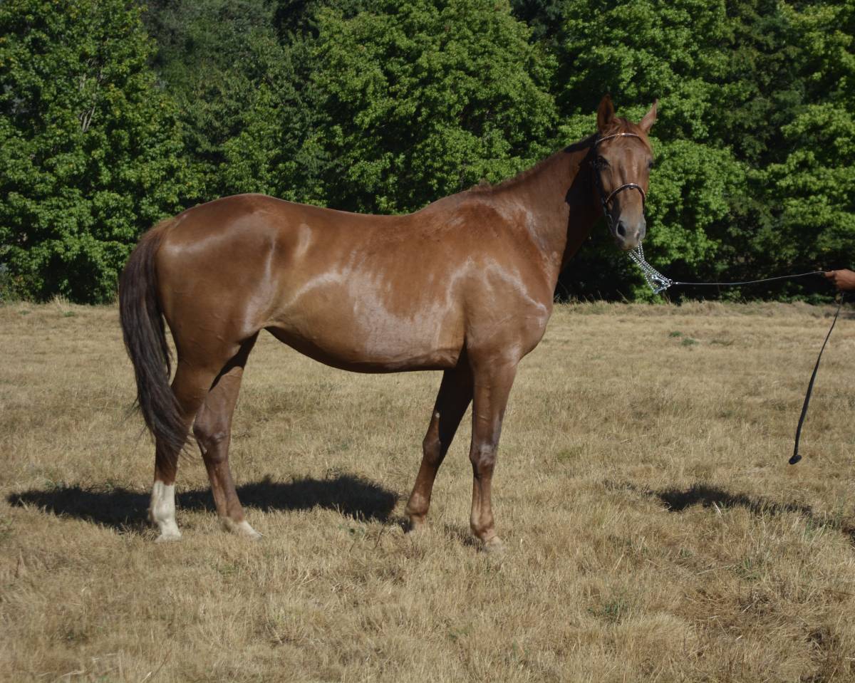 Mare Selle Fran&ccedil;ais For sale 2021 Chesnut