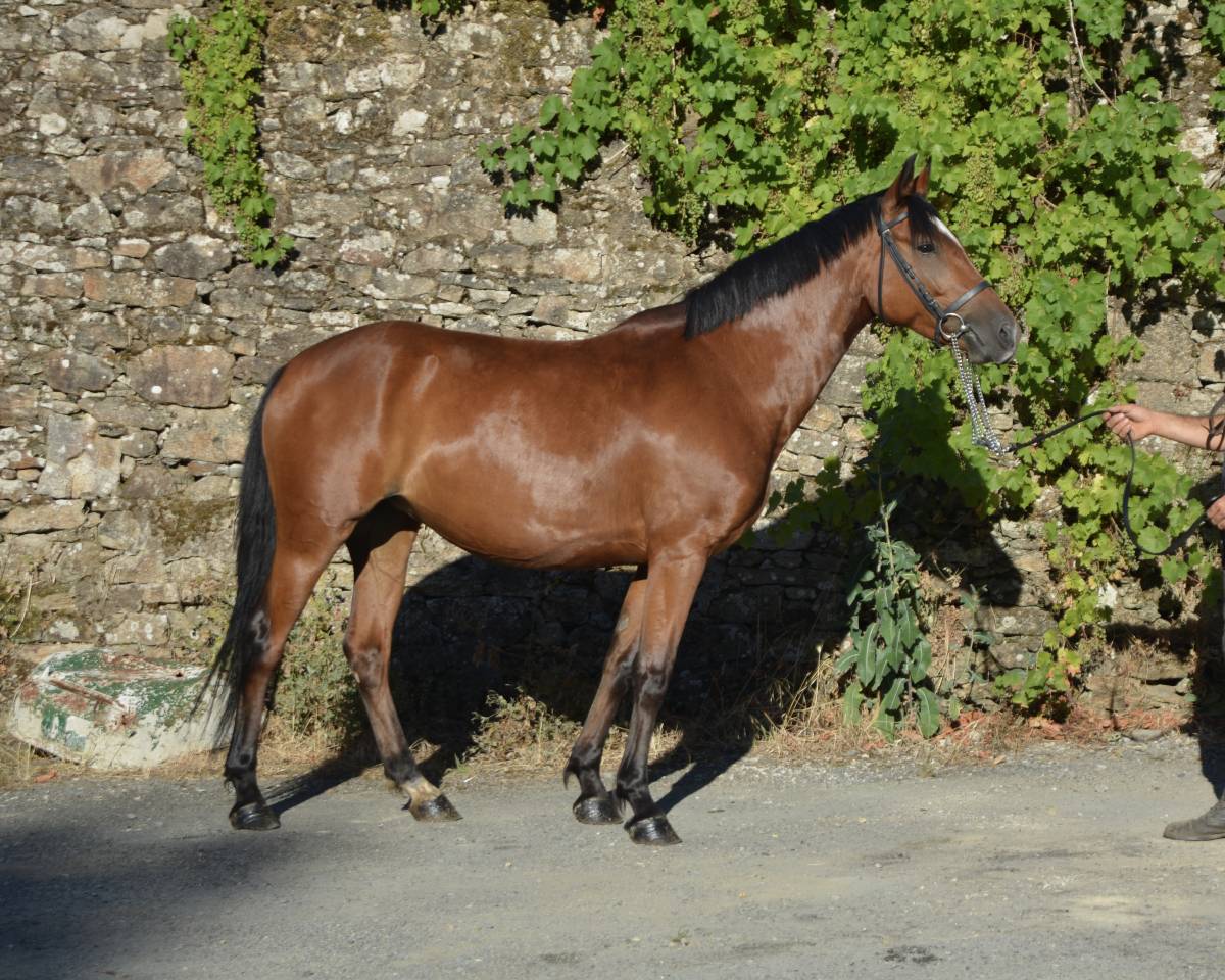 Mare Origin Recorded For sale 2021 Bay