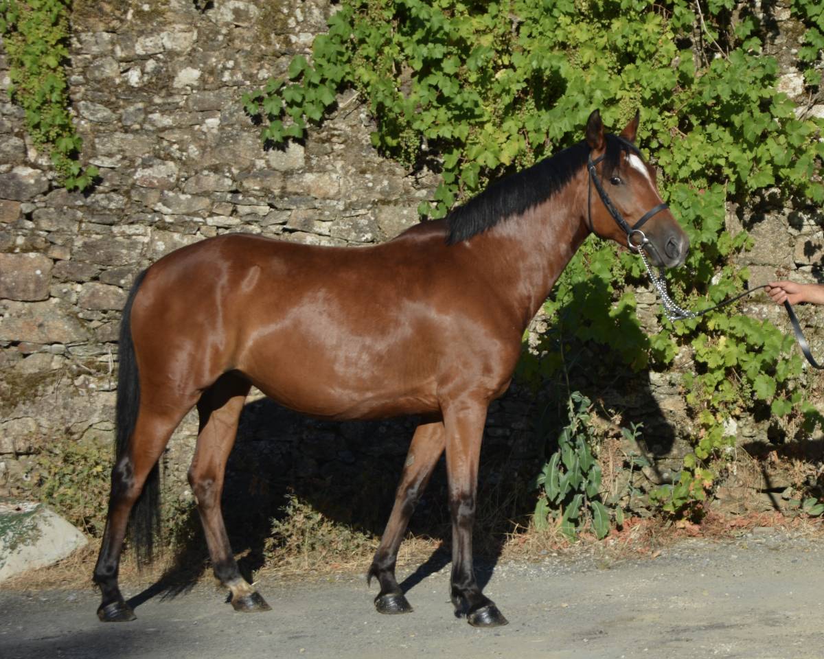 Mare Origin Recorded For sale 2021 Bay