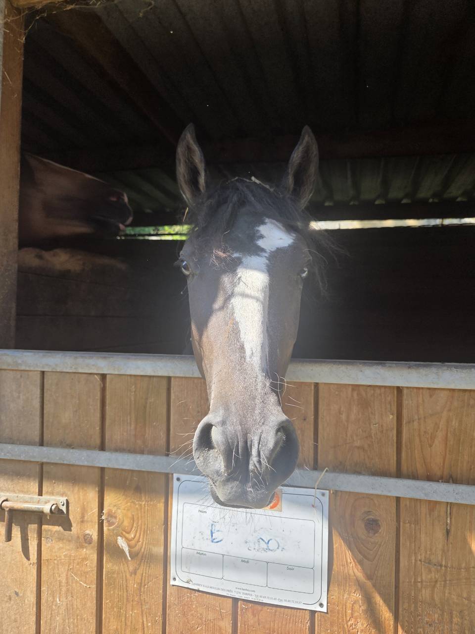 Colt No Origin Recorded For sale 2025 Grey