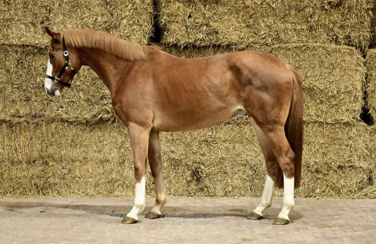 Gelding Selle Fran&ccedil;ais For sale 2022 Chesnut