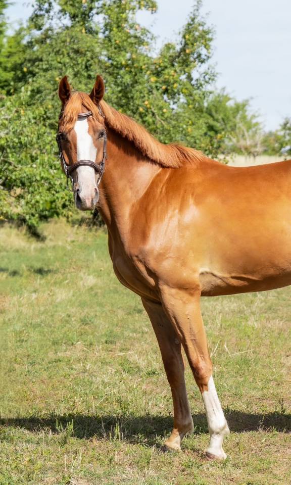 Gelding Selle Fran&ccedil;ais For sale 2022 Chesnut