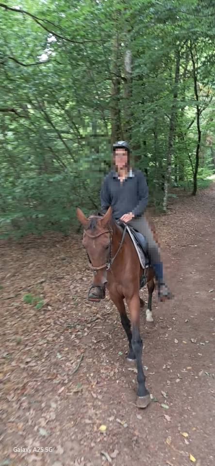 Mare French Trotter For sale 2017 Bay