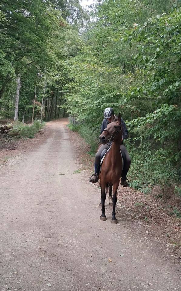Mare French Trotter For sale 2017 Bay