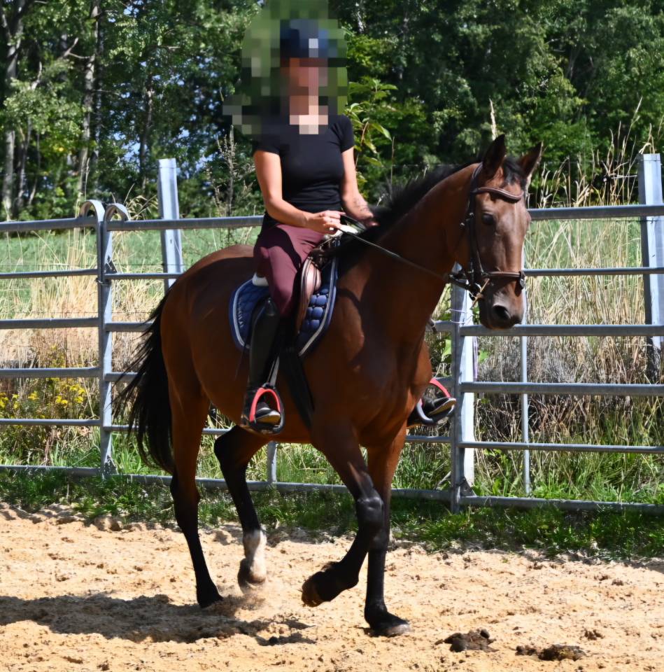 Mare French Trotter For sale 2017 Bay
