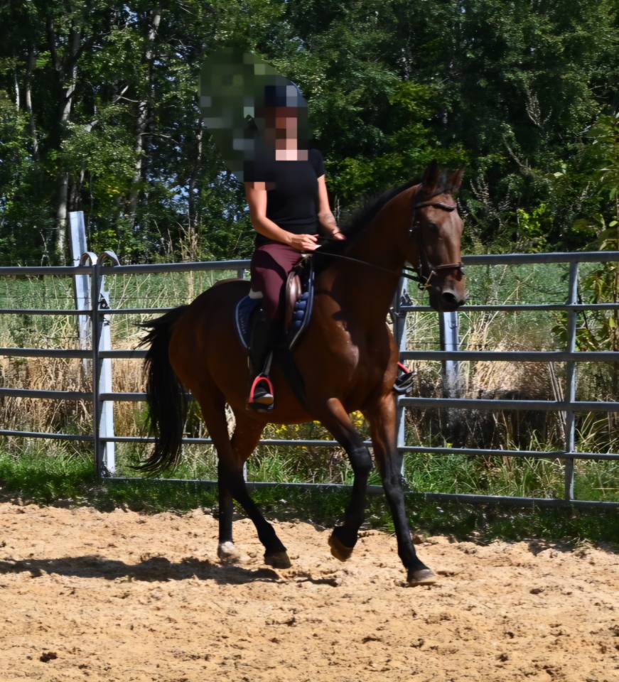 Mare French Trotter For sale 2017 Bay
