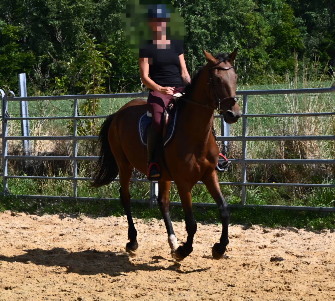 Mare French Trotter For sale 2017 Bay