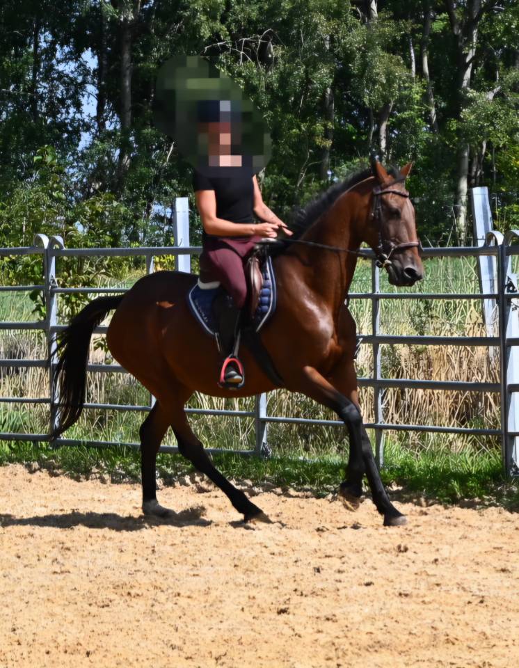 Mare French Trotter For sale 2017 Bay