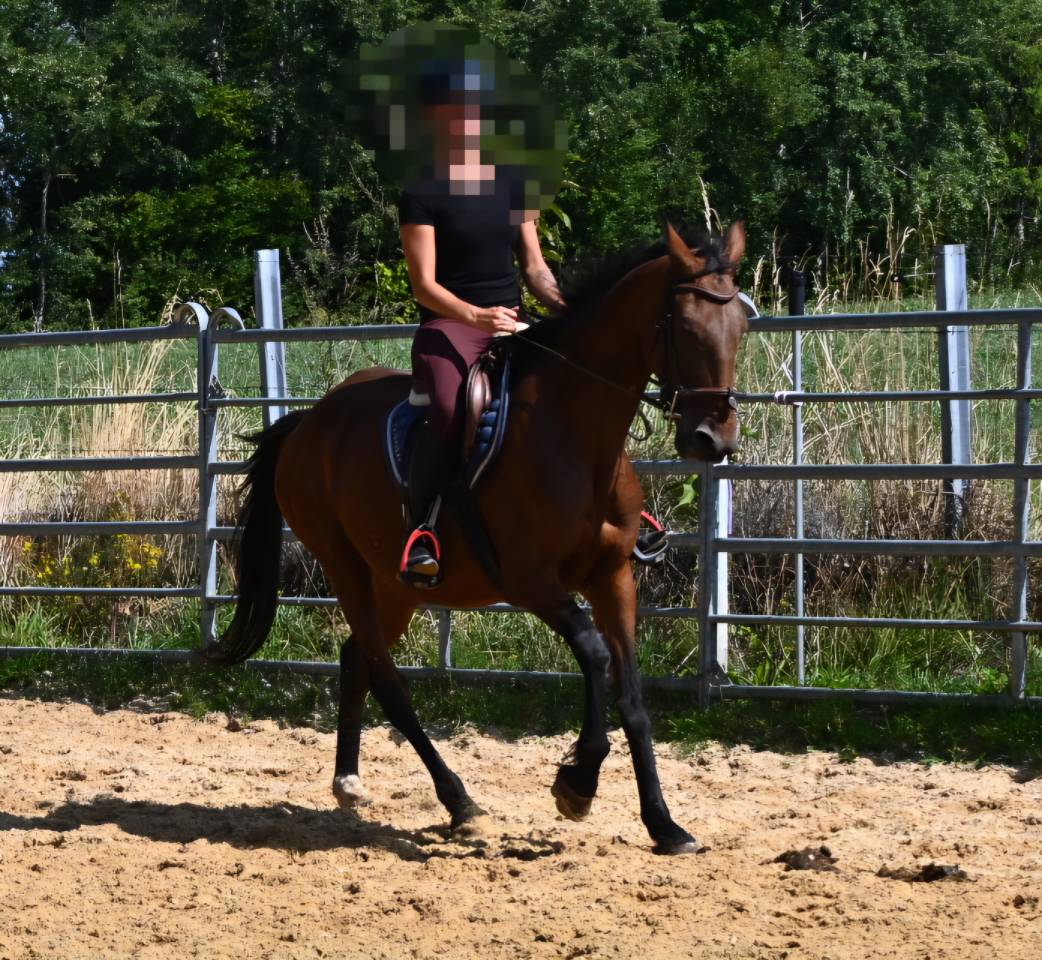 Mare French Trotter For sale 2017 Bay