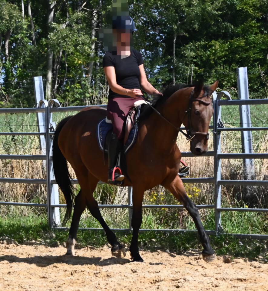 Mare French Trotter For sale 2017 Bay