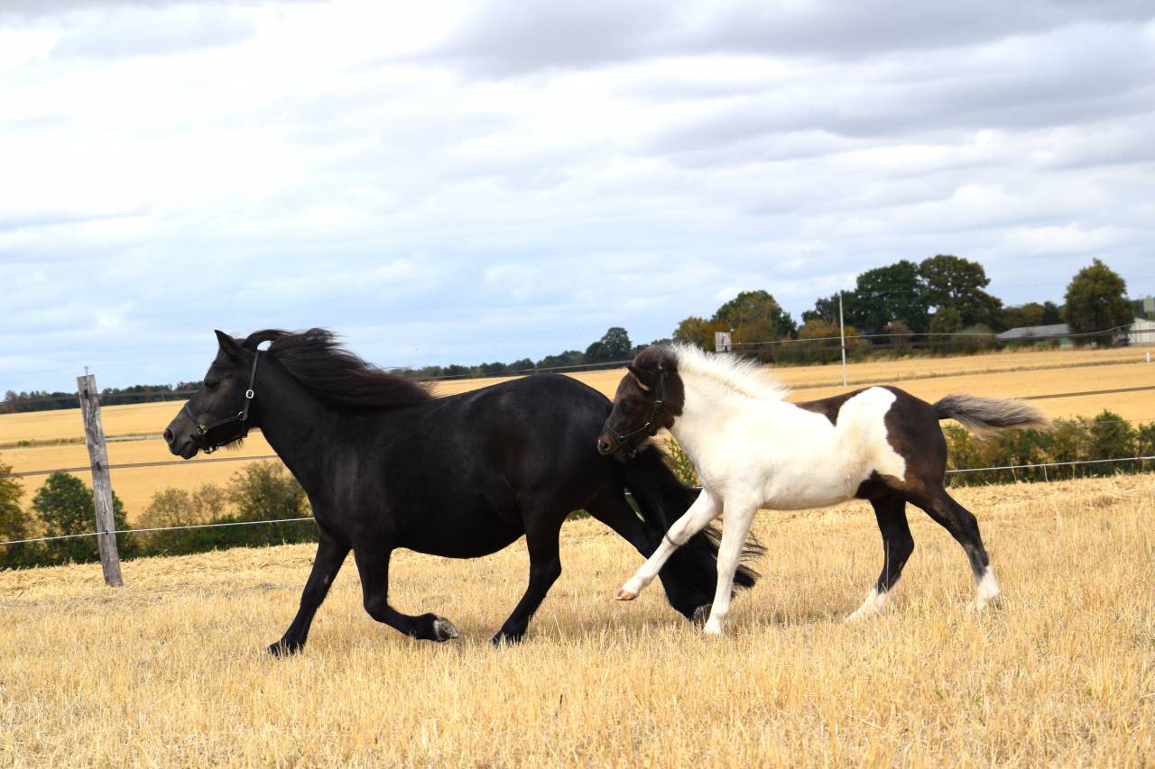 Colt Shetland Pony For sale 2026 Coloured
