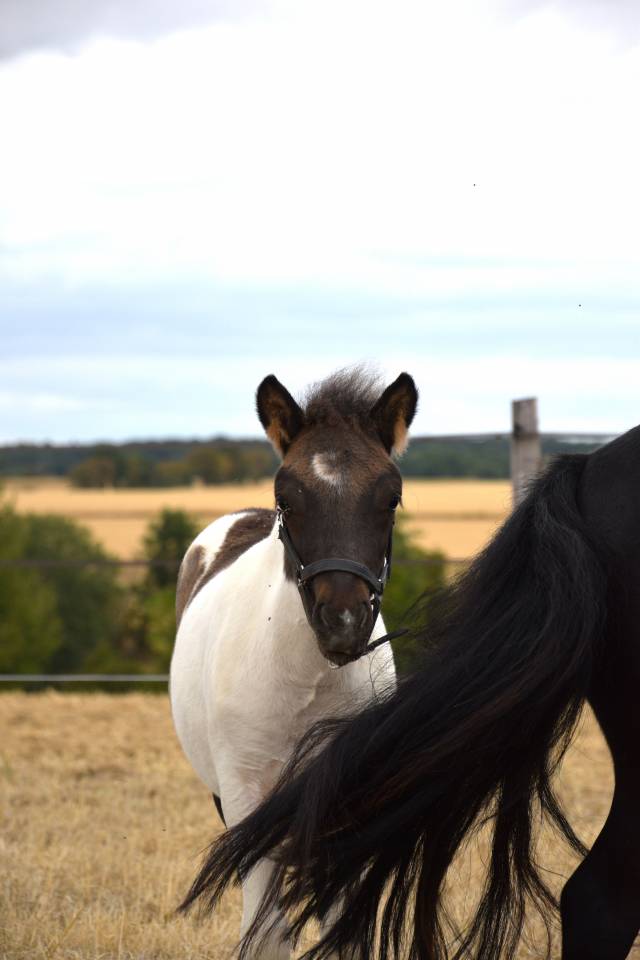 Colt Shetland Pony For sale 2026 Coloured