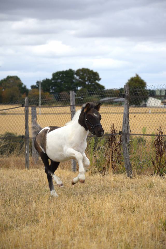 Colt Shetland Pony For sale 2026 Coloured