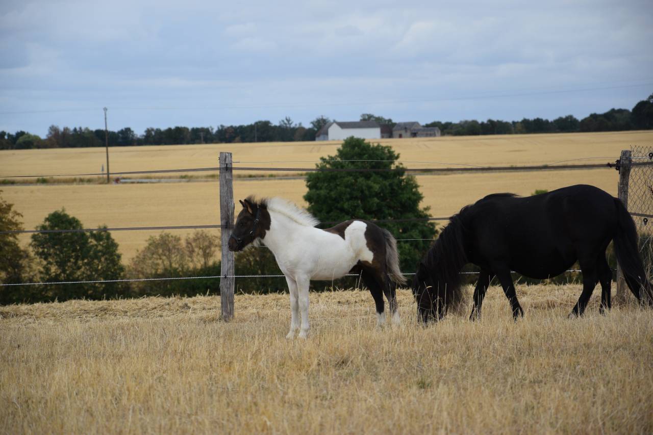 Colt Shetland Pony For sale 2026 Coloured