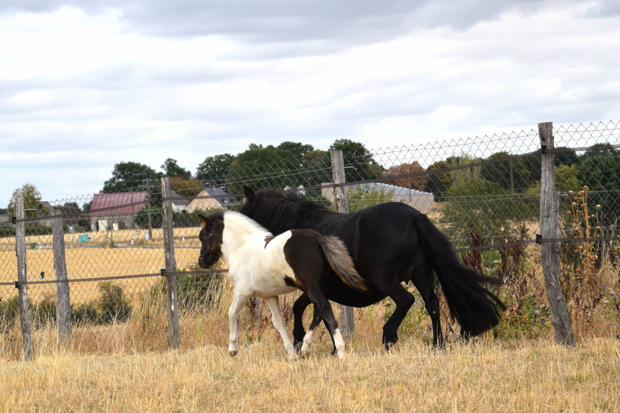 Colt Shetland Pony For sale 2026 Coloured