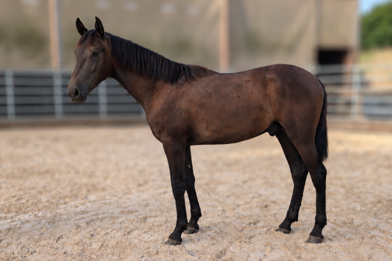 Stallion PRE Pure Spanish Bred For sale 2025 Black