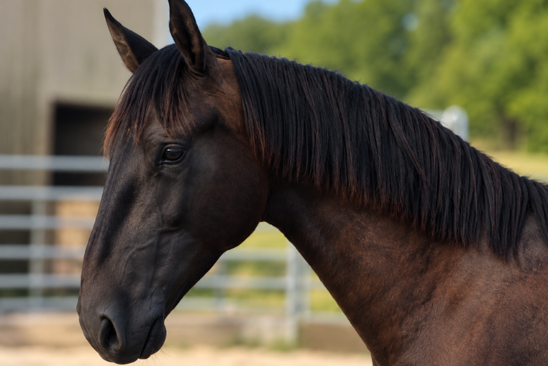 Stallion PRE Pure Spanish Bred For sale 2025 Black