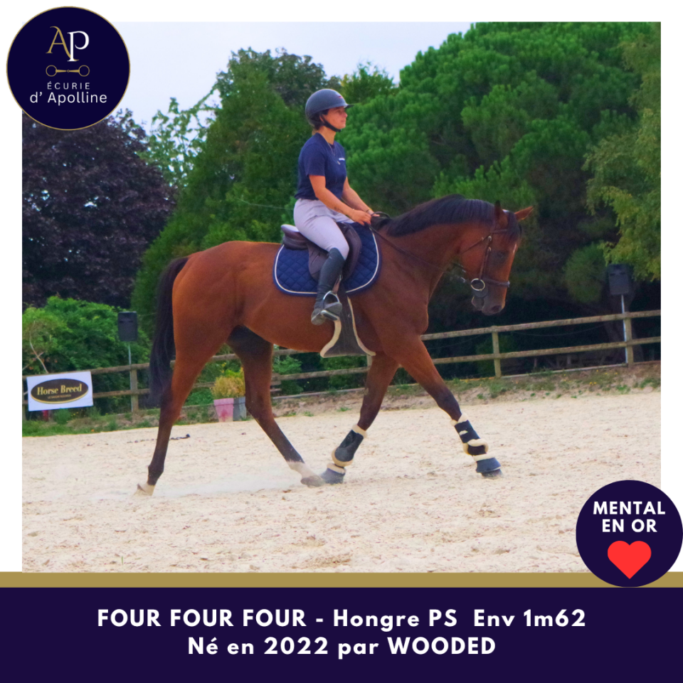 Gelding Thoroughbred For sale 2022 Bay