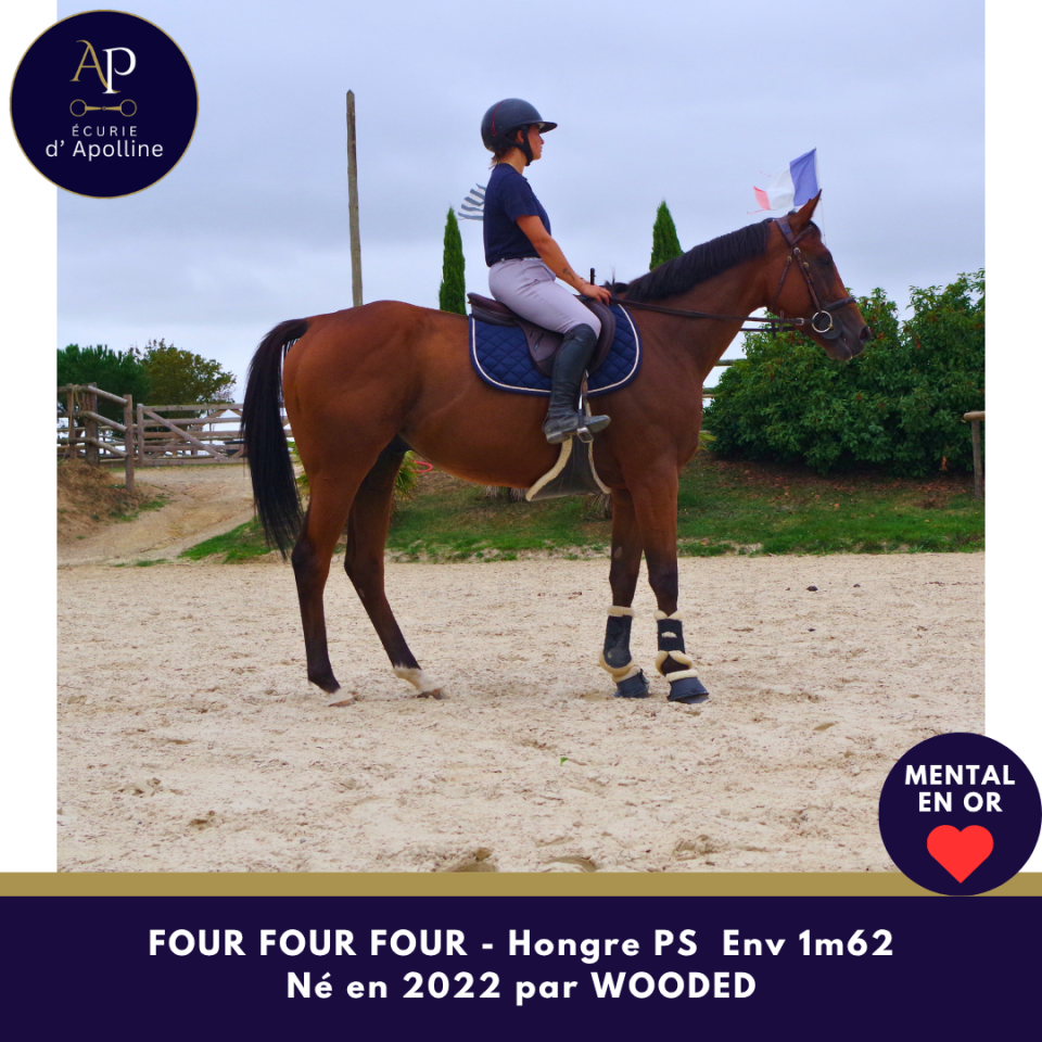 Gelding Thoroughbred For sale 2022 Bay