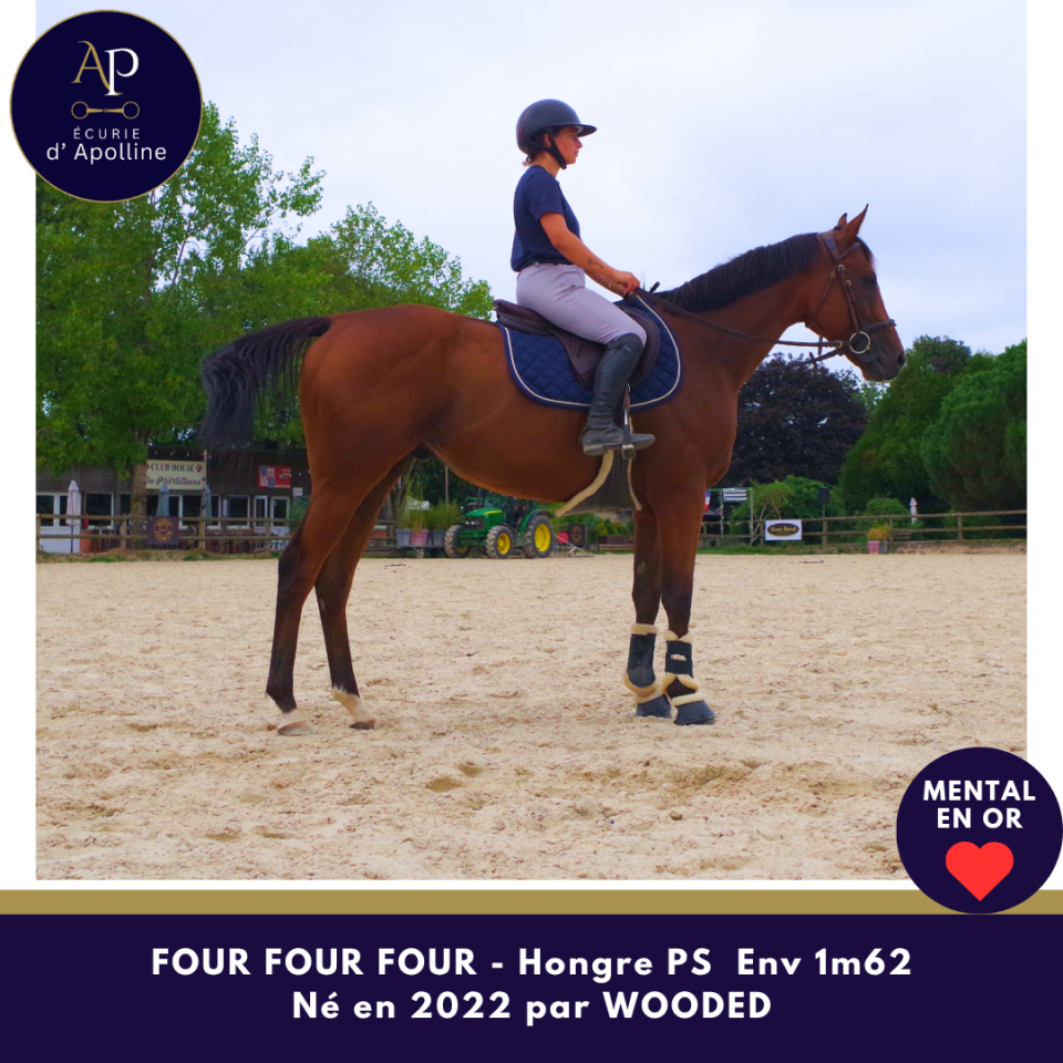 Gelding Thoroughbred For sale 2022 Bay