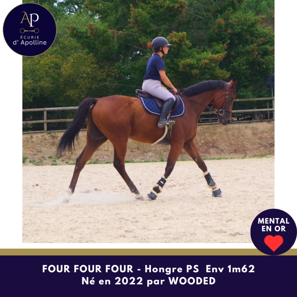 Gelding Thoroughbred For sale 2022 Bay