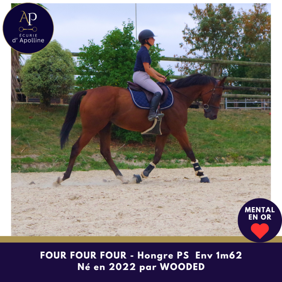 Gelding Thoroughbred For sale 2022 Bay