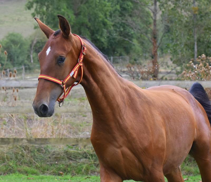 Colt PRE Pure Spanish Bred For sale 2025 Bay