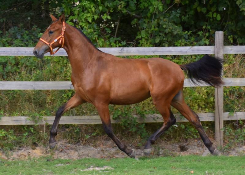 Colt PRE Pure Spanish Bred For sale 2025 Bay