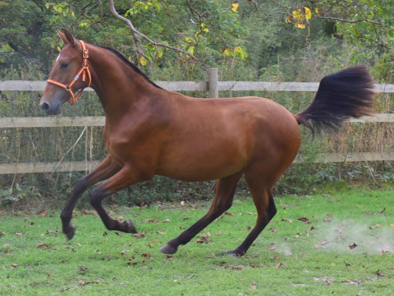 Colt PRE Pure Spanish Bred For sale 2025 Bay