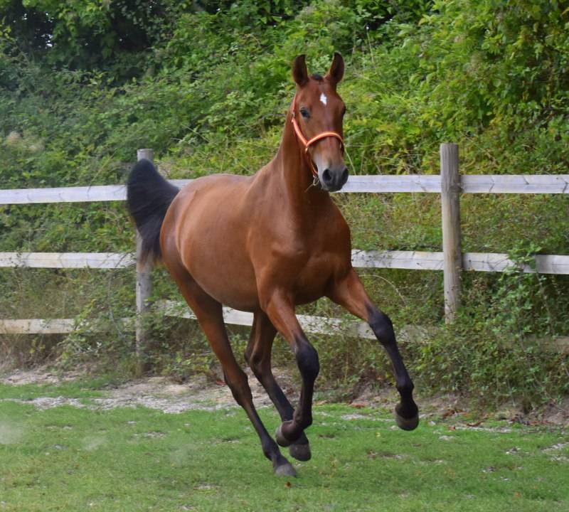 Colt PRE Pure Spanish Bred For sale 2025 Bay