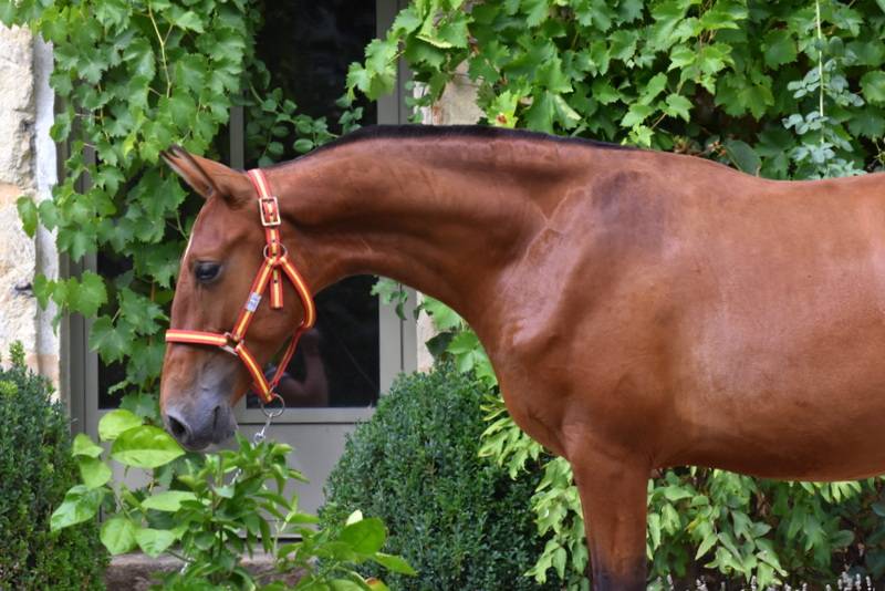 Colt PRE Pure Spanish Bred For sale 2025 Bay