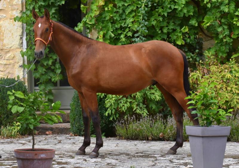 Colt PRE Pure Spanish Bred For sale 2025 Bay
