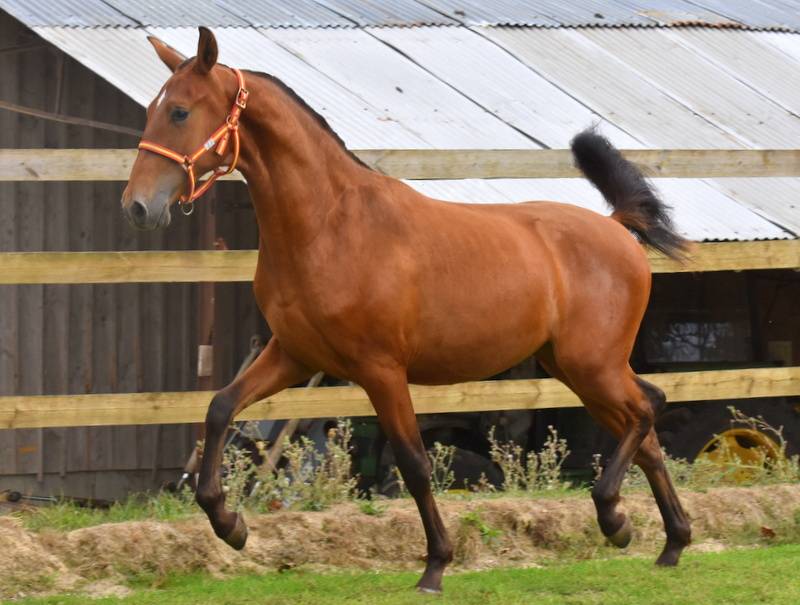 Colt PRE Pure Spanish Bred For sale 2025 Bay