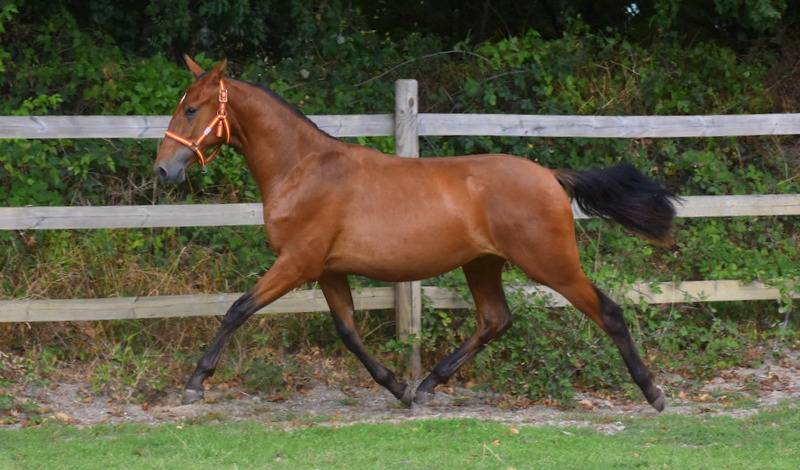 Colt PRE Pure Spanish Bred For sale 2025 Bay