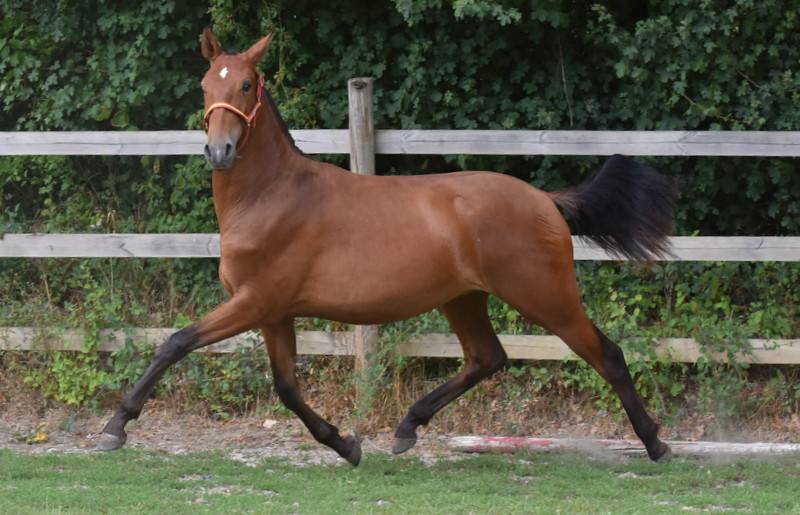 Colt PRE Pure Spanish Bred For sale 2025 Bay