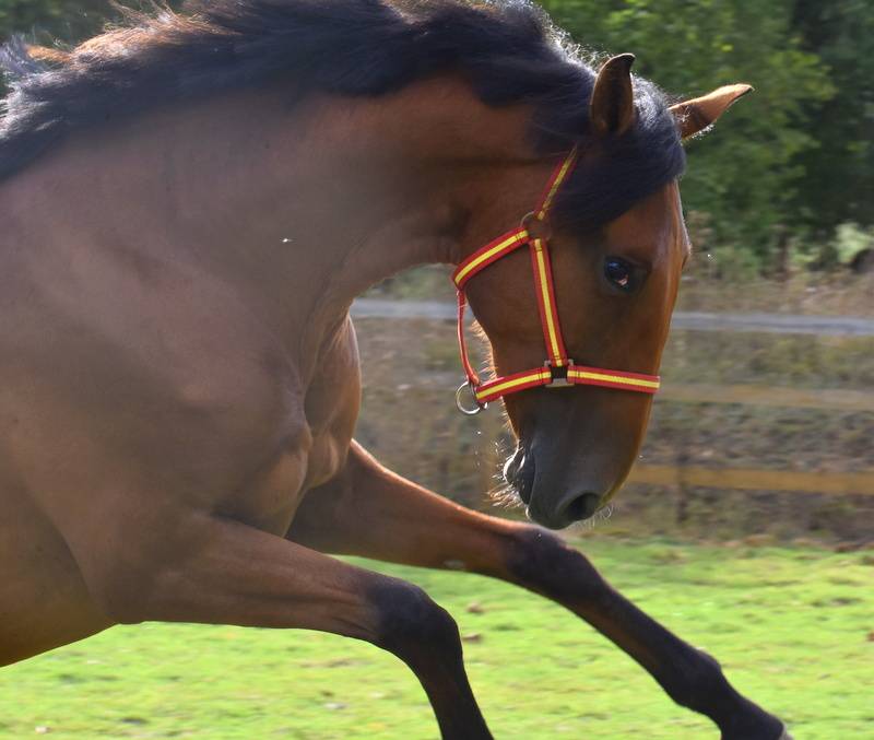 Gelding PRE Pure Spanish Bred For sale 2024 Bay