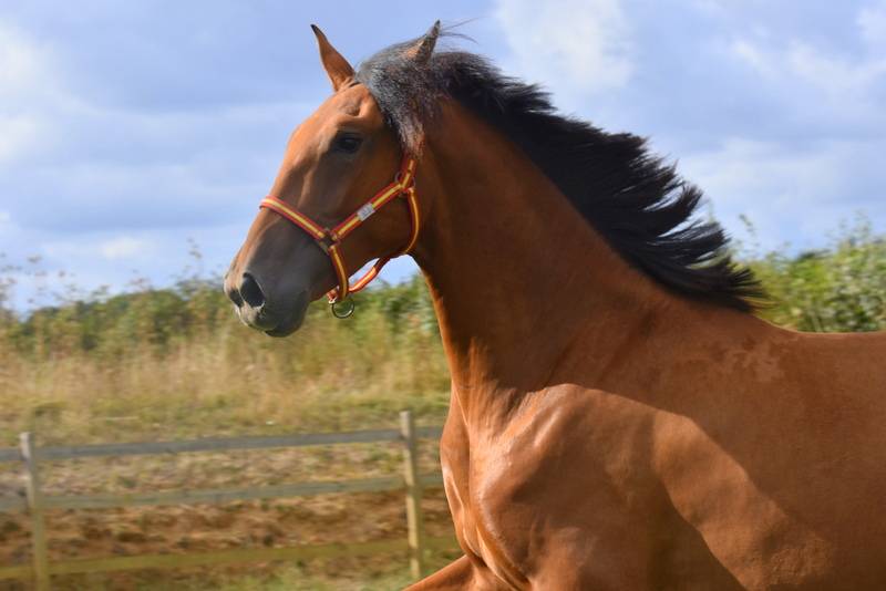 Gelding PRE Pure Spanish Bred For sale 2024 Bay