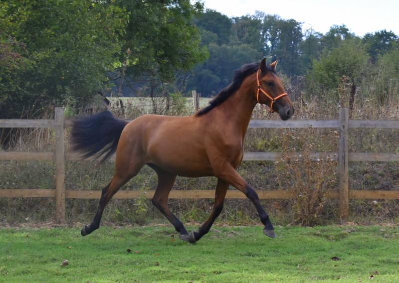 Gelding PRE Pure Spanish Bred For sale 2024 Bay