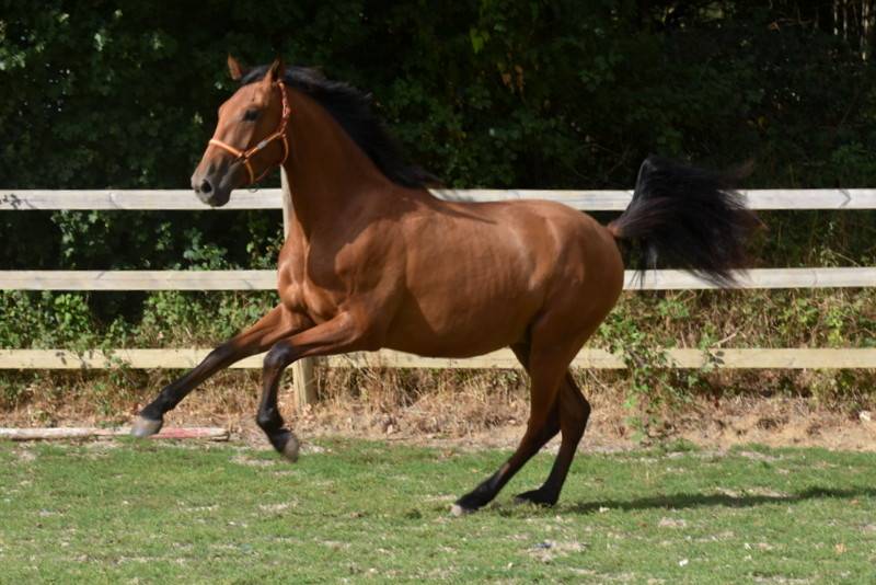 Gelding PRE Pure Spanish Bred For sale 2024 Bay