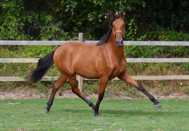 Gelding PRE Pure Spanish Bred For sale 2024 Bay
