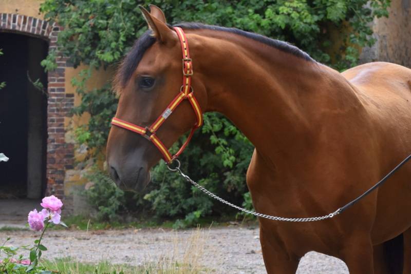 Gelding PRE Pure Spanish Bred For sale 2024 Bay