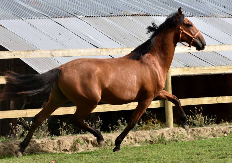 Gelding PRE Pure Spanish Bred For sale 2024 Bay