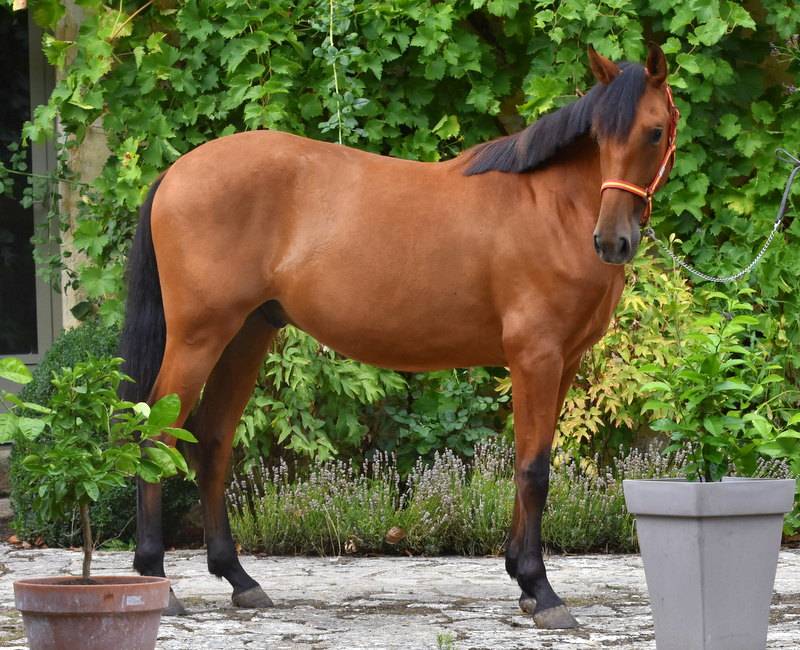 Gelding PRE Pure Spanish Bred For sale 2024 Bay