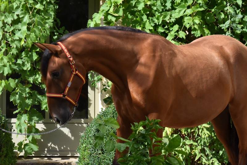 Gelding PRE Pure Spanish Bred For sale 2024 Bay