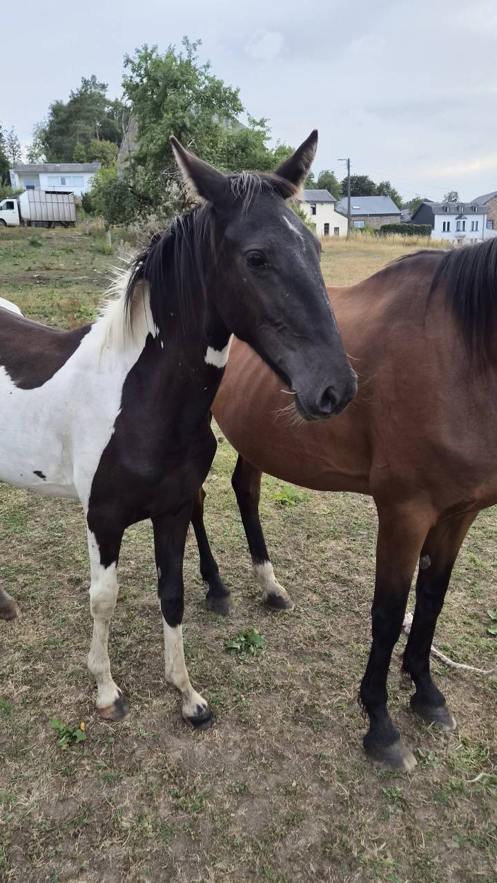 Filly No Origin Recorded For sale 2025 Coloured