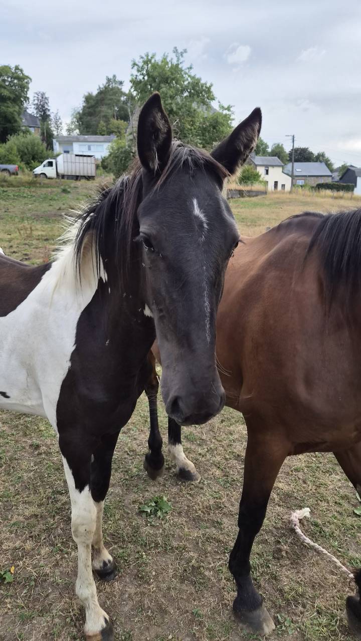 Filly No Origin Recorded For sale 2025 Coloured