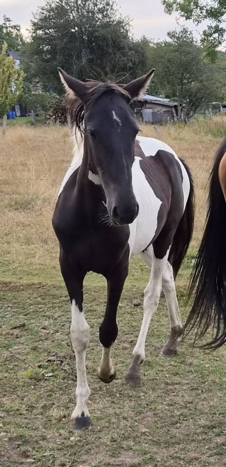 Filly No Origin Recorded For sale 2025 Coloured