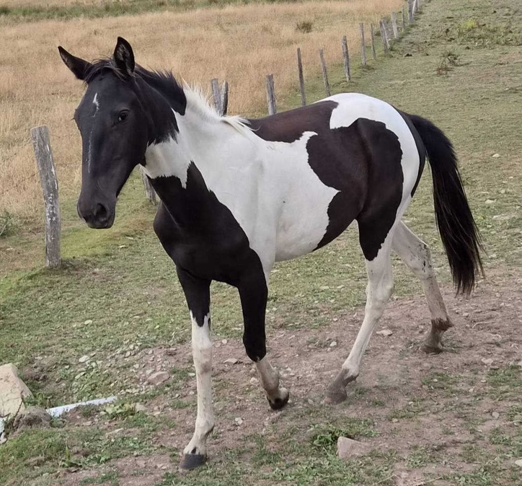 Filly No Origin Recorded For sale 2025 Coloured