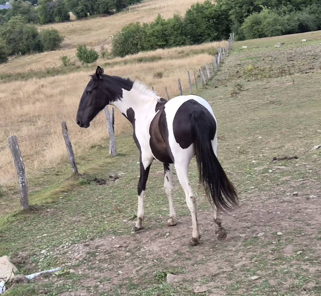 Filly No Origin Recorded For sale 2025 Coloured