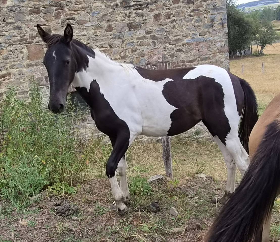 Filly No Origin Recorded For sale 2025 Coloured